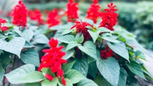 Red Sage: Health Benefits, Uses & Side Effects