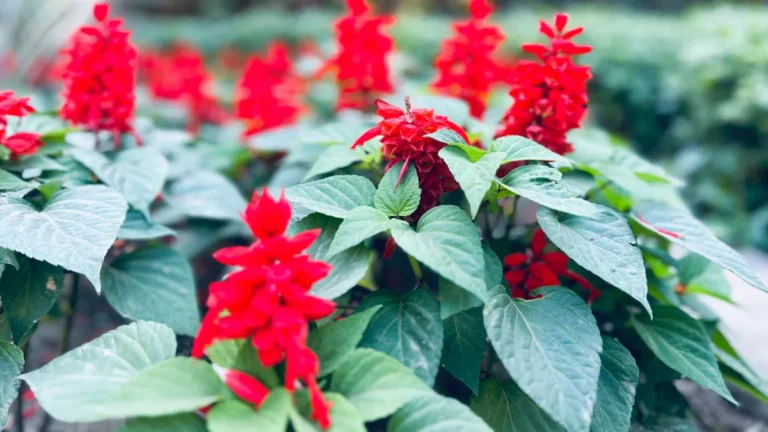 Red Sage: Health Benefits, Uses & Side Effects