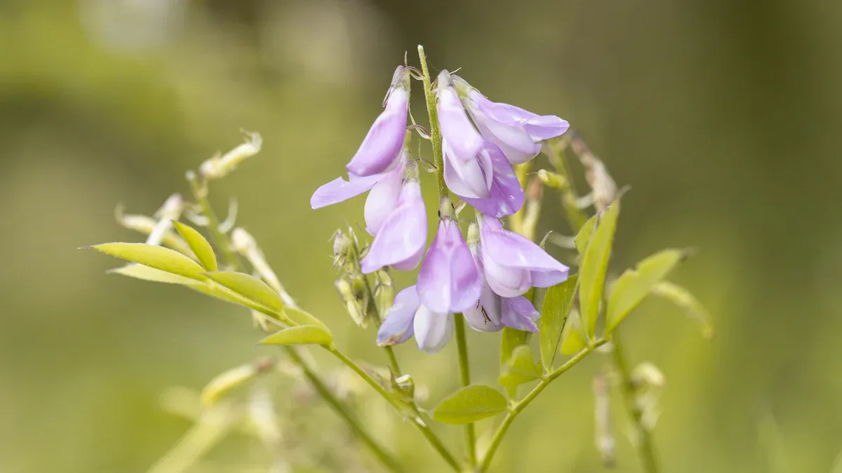 Benefits of Goat’s Rue