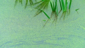 Waterthyme (Hydrilla): Nutrition, Uses & Benefits