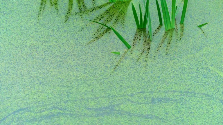 Waterthyme (Hydrilla): Nutrition, Uses & Benefits