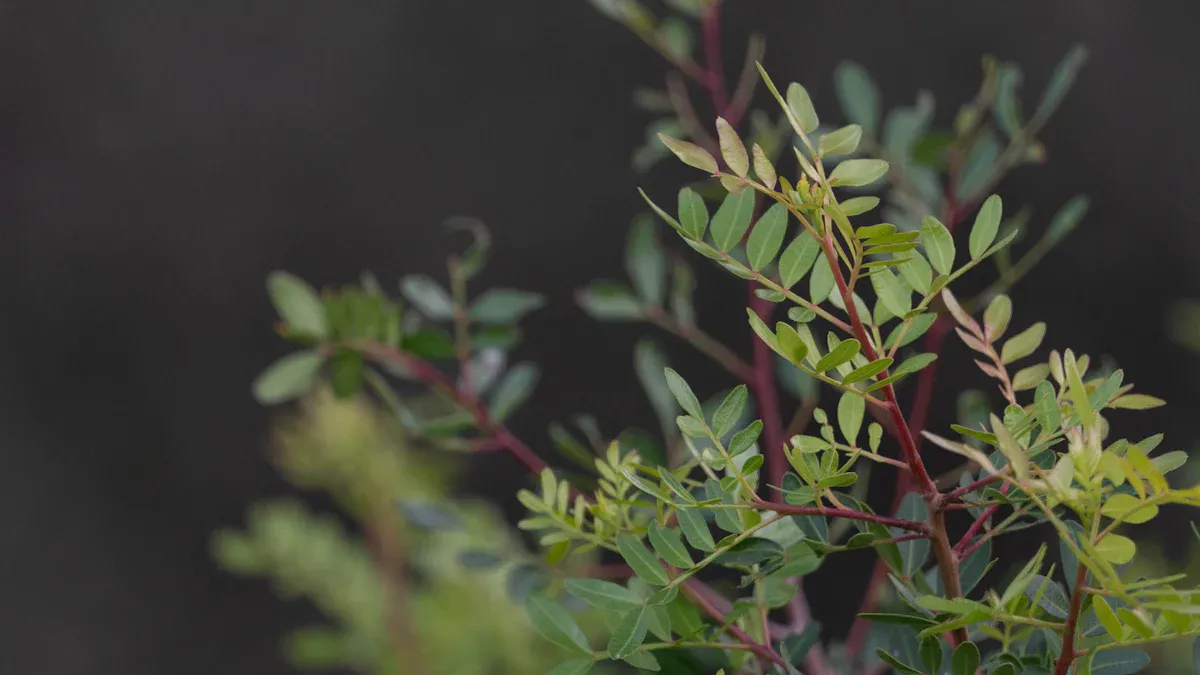 About Pistacia Integerrima