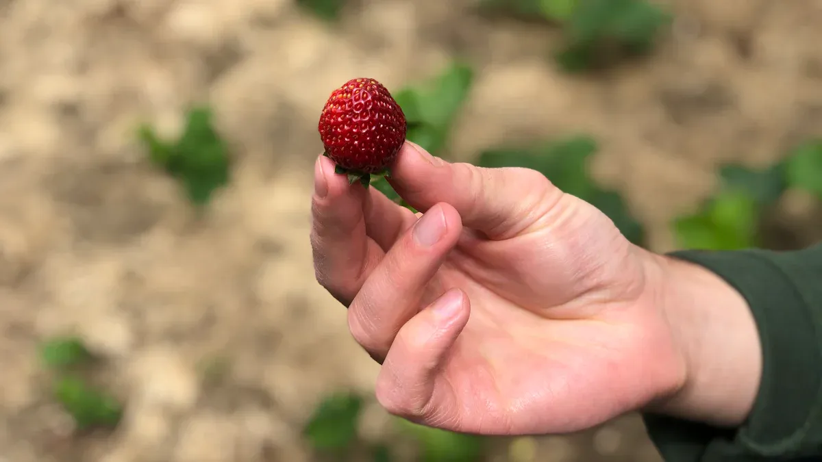 Mock Strawberry Edibility