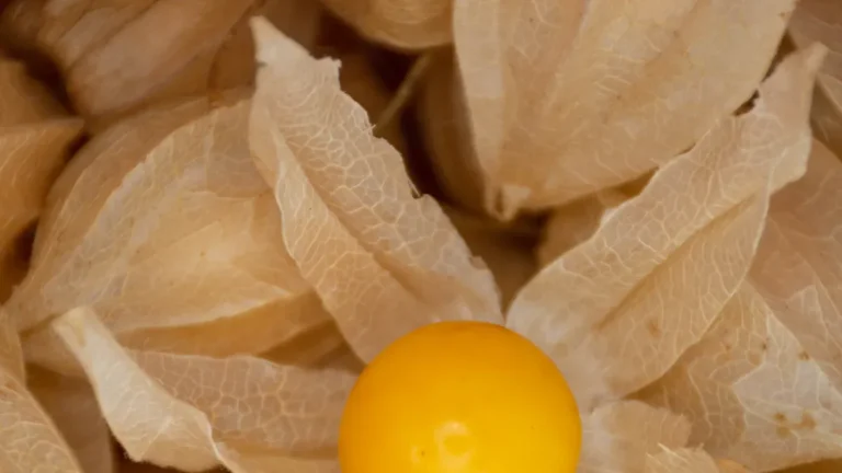 Cut Leaf Ground Cherry: Nutrition, Health Benefits & Culinary Uses