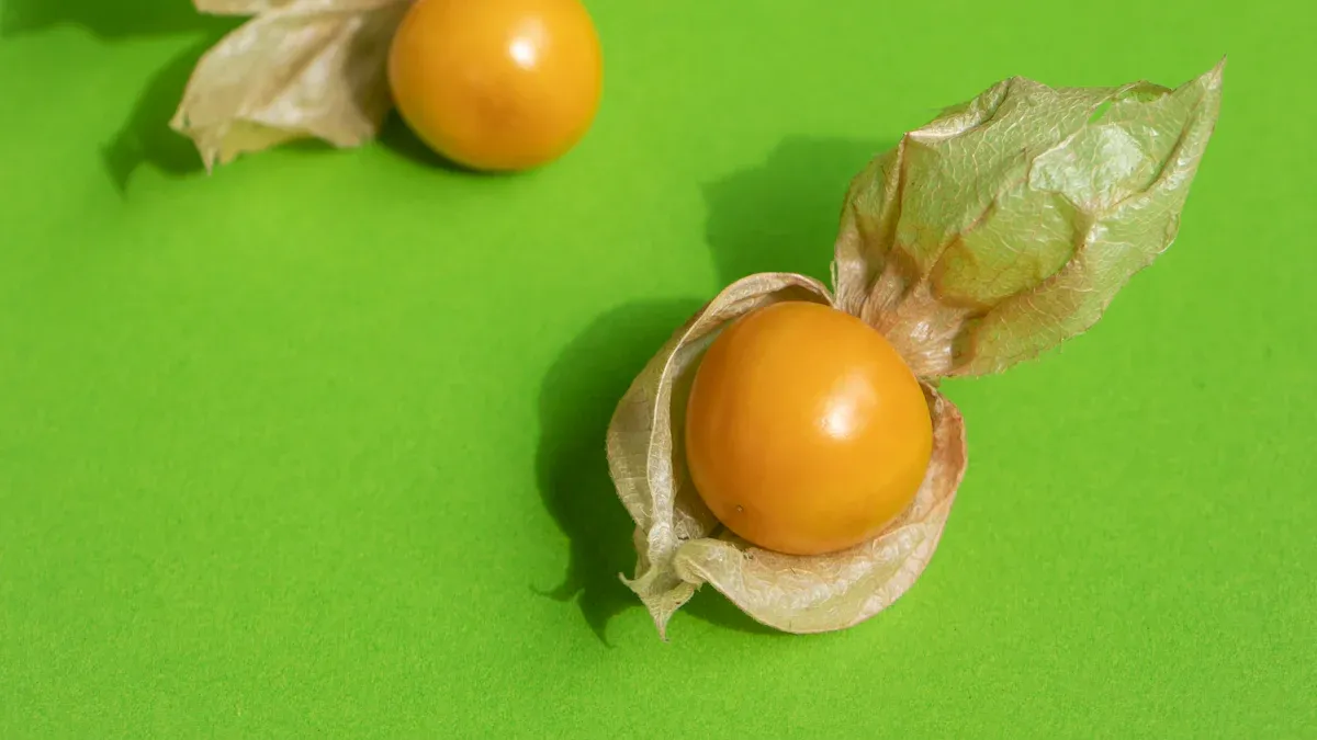 Cut Leaf Ground Cherry