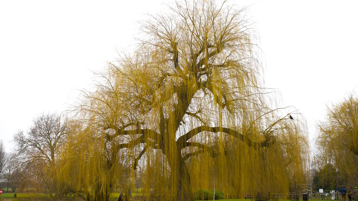Willow Tree Symbolism