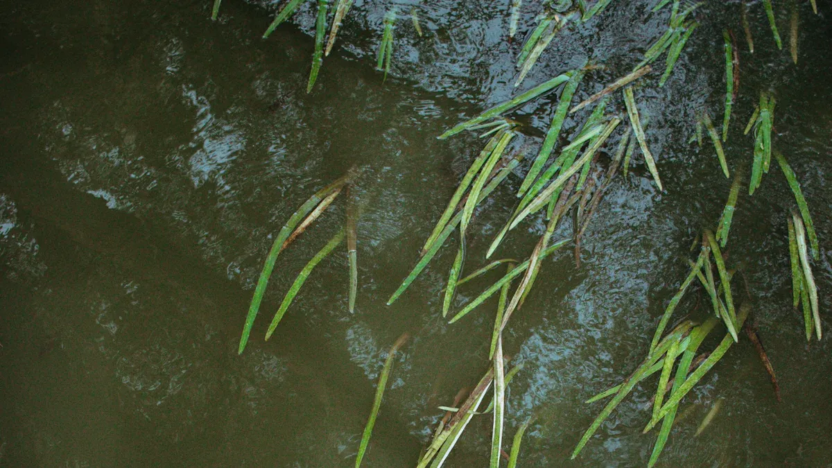 Waterthyme (Hydrilla) Overview