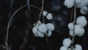 Snowberry: Nutrition, Benefits & Traditional Uses