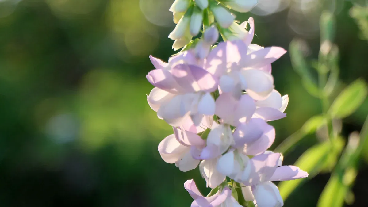 Goat’s Rue: Uses, Benefits & Precautions
