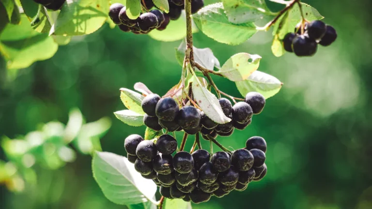 Chokeberry: Nutrition, Benefits & Antioxidant Properties