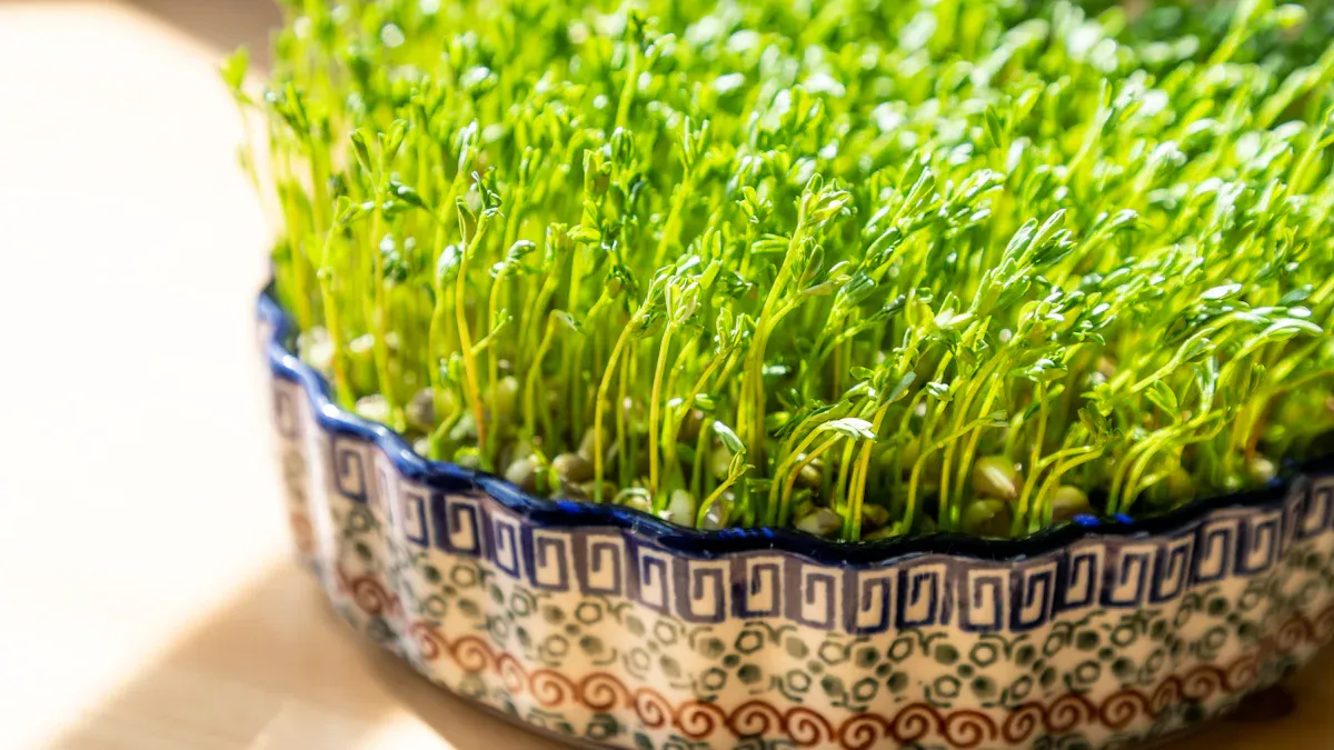 Sprouted Lentils Nutrition