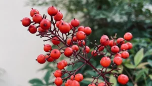 Red Bead Tree: Plant Facts, Uses & Precautions