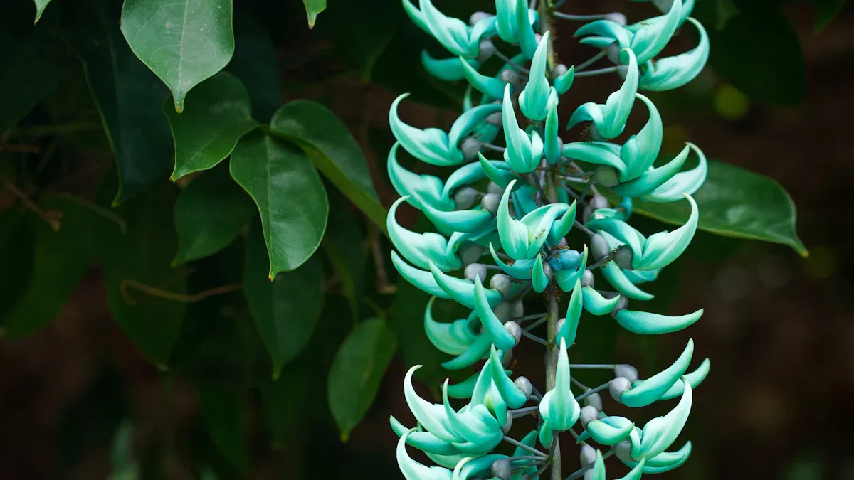 Jade Vine Overview