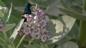 Apple of Sodom: Plant Facts, Uses & Precautions