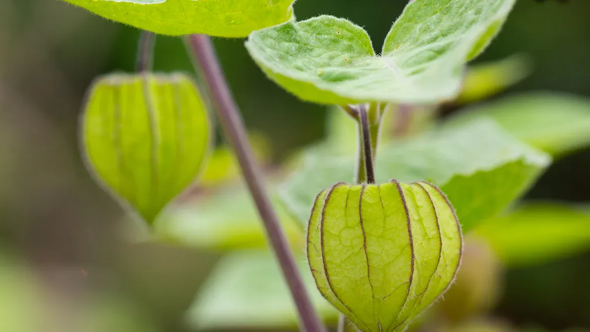 Tomatillo Overview