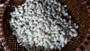 Navy Beans: Nutrition, Health Benefits & Culinary Uses