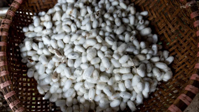 Navy Beans: Nutrition, Health Benefits & Culinary Uses