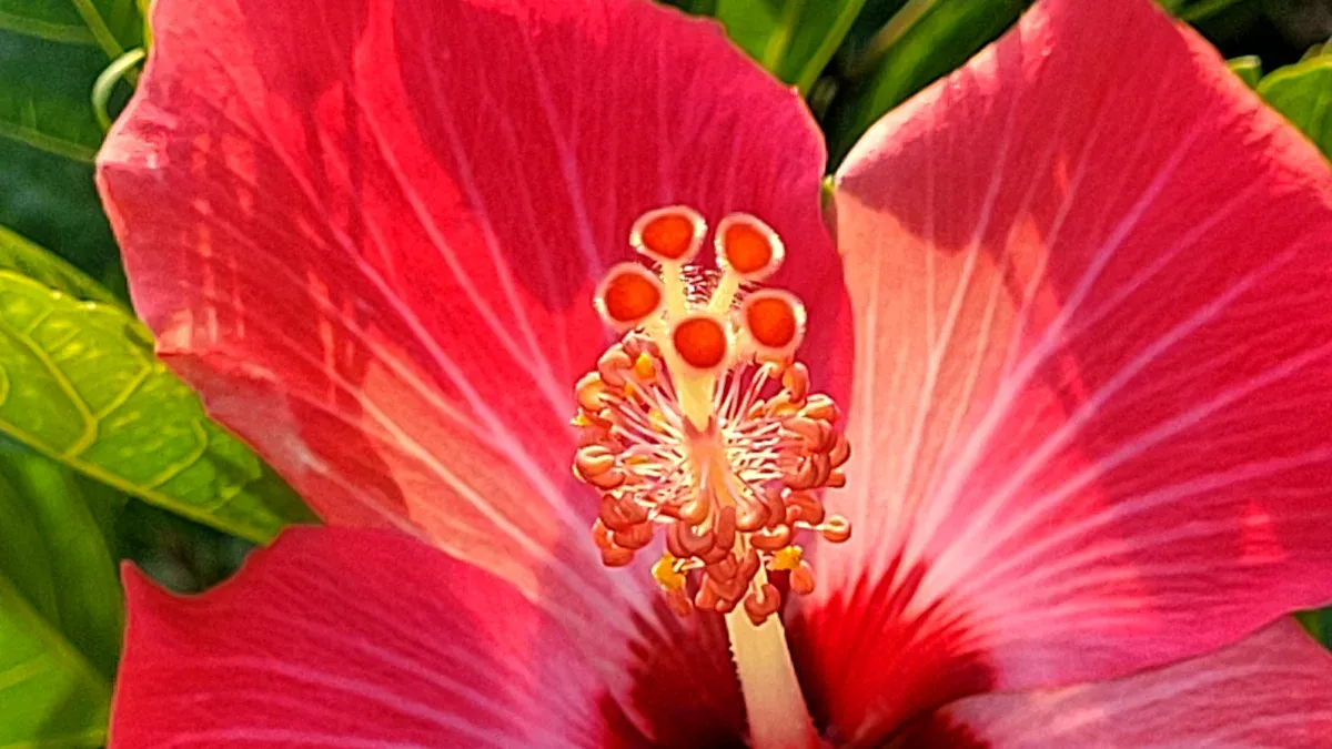 Hibiscus Overview