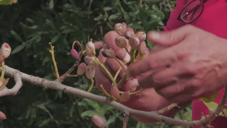 Pistacia Integerrima: Uses, Health Benefits & Precautions