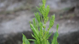 Epazote: Nutrition, Health Benefits & Culinary Uses