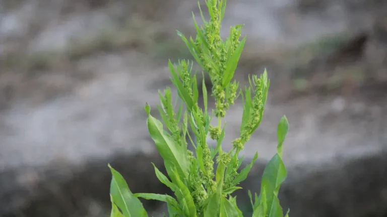 Epazote: Nutrition, Health Benefits & Culinary Uses