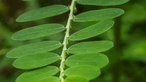 Chamber Bitter: Health Benefits, Traditional Uses & Remedies