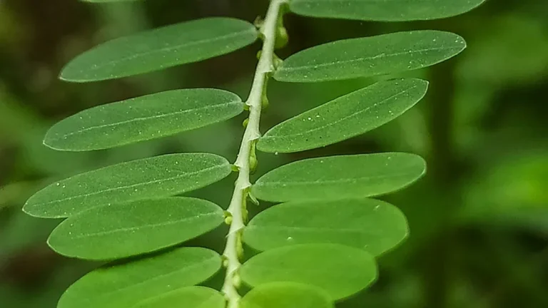 Chamber Bitter: Health Benefits, Traditional Uses & Remedies