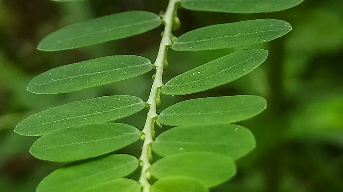 Chamber Bitter: Health Benefits, Traditional Uses & Remedies