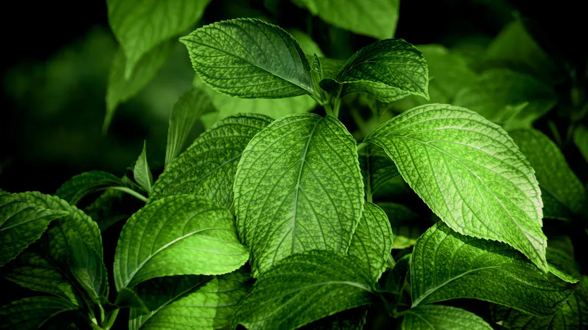 Premna Odorata Leaves and Uses