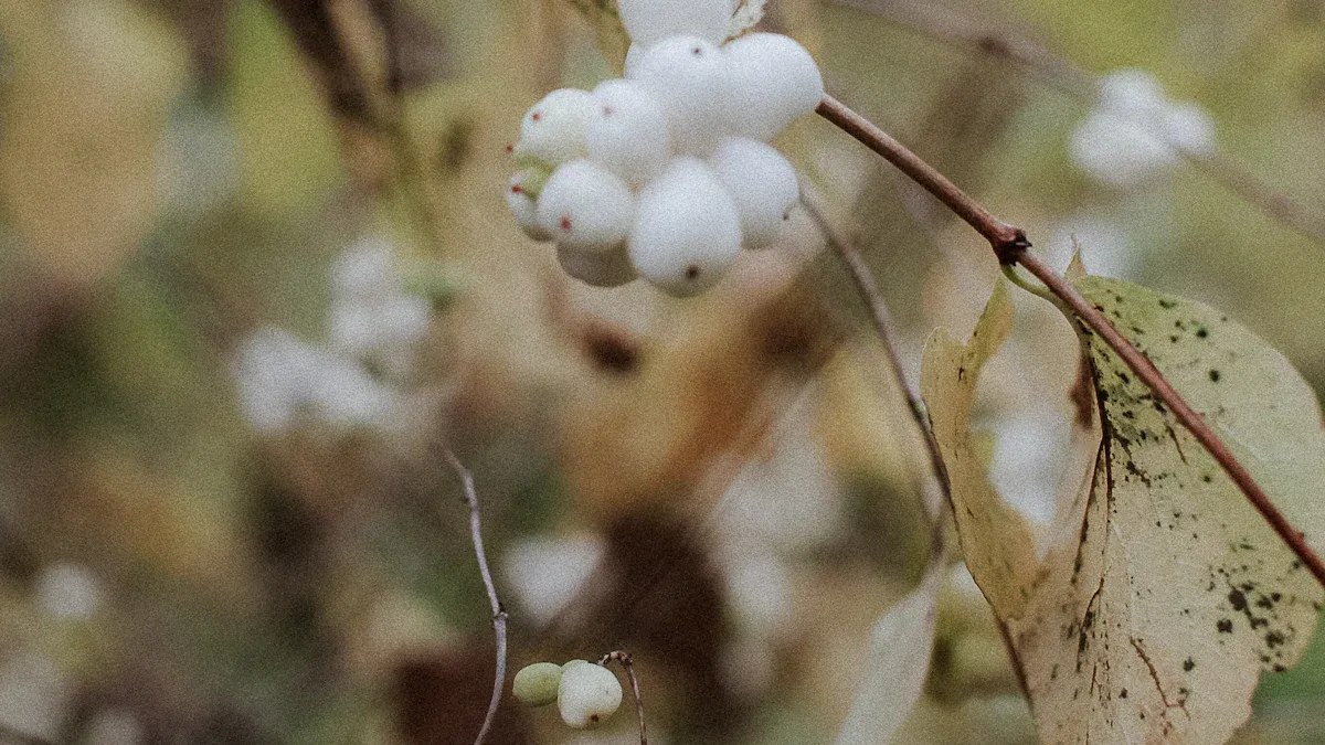 About Snowberry