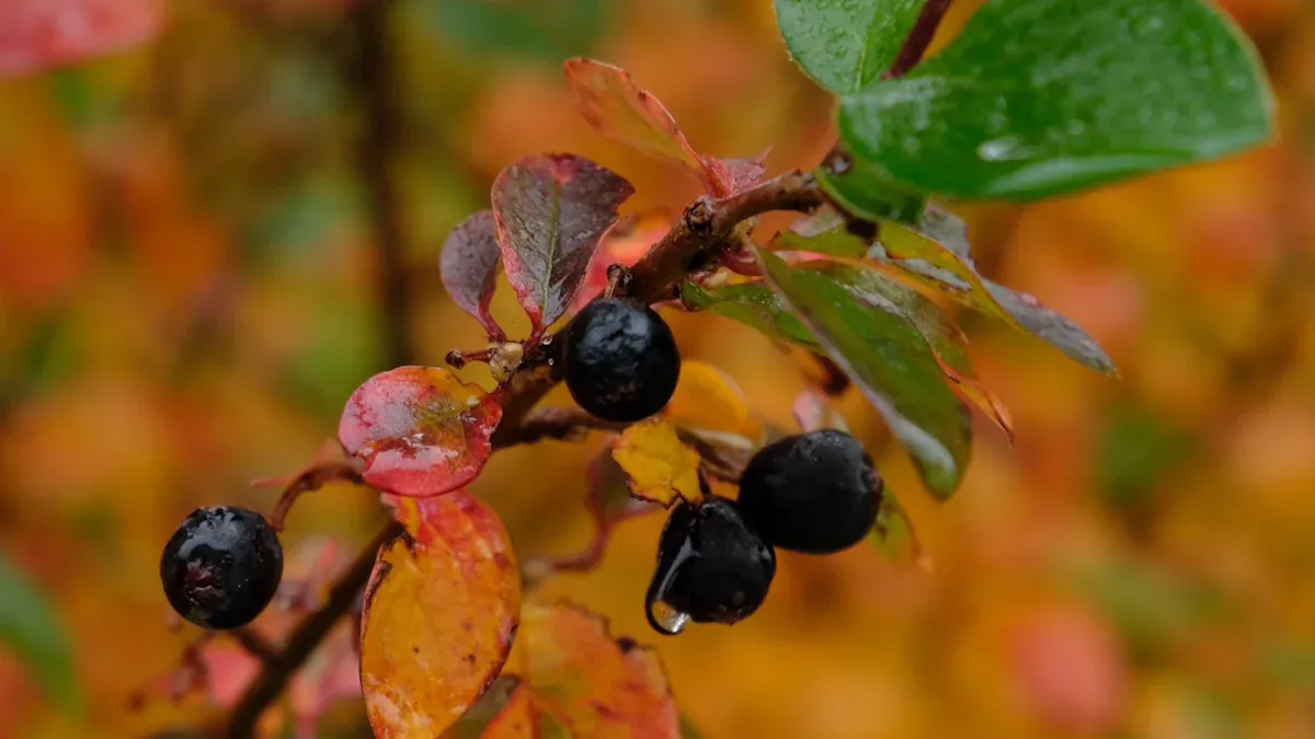 What Are Aronia Berries?
