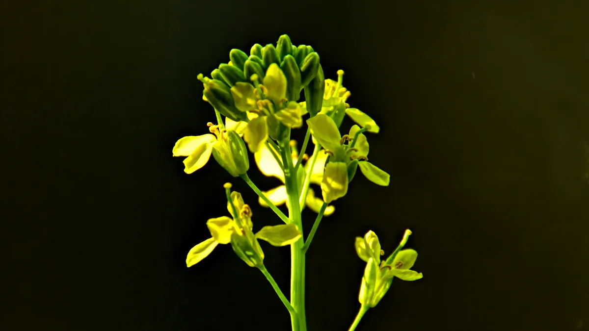 Wild Mustard Overview