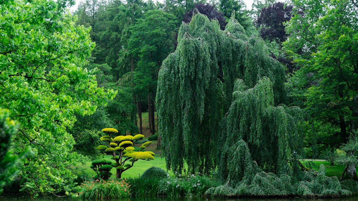 Weeping Willow Tree Uses