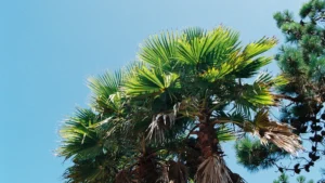 Palmyra Fruit: Nutrition, Benefits & Culinary Uses