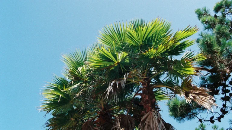 Palmyra Fruit: Nutrition, Benefits & Culinary Uses