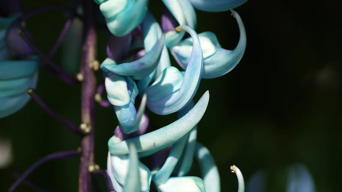 Jade Vine: Plant Facts, Uses & Symbolism