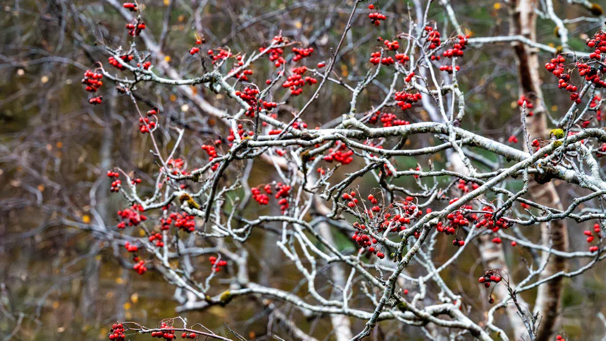 Toxicity and Precautions