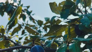 Black Plum: Nutrition, Health Benefits & Culinary Uses