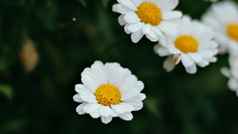 Spikenard: Health Benefits, Traditional Uses & Side Effects