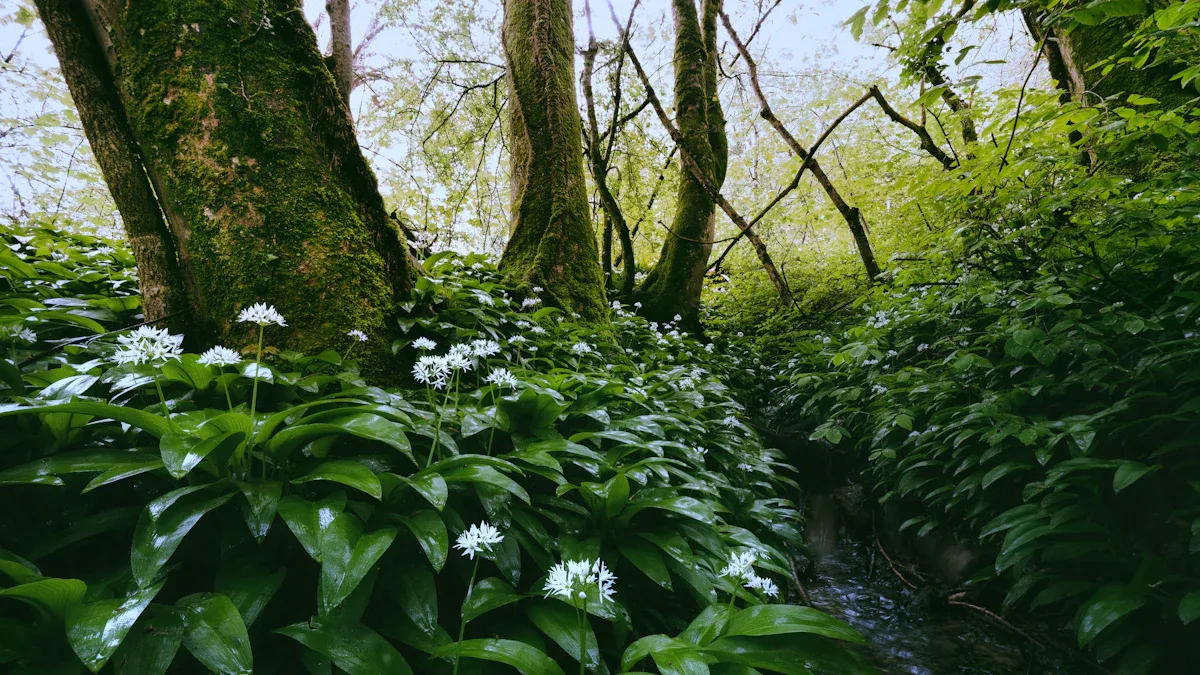 Foraging Ramson Safely
