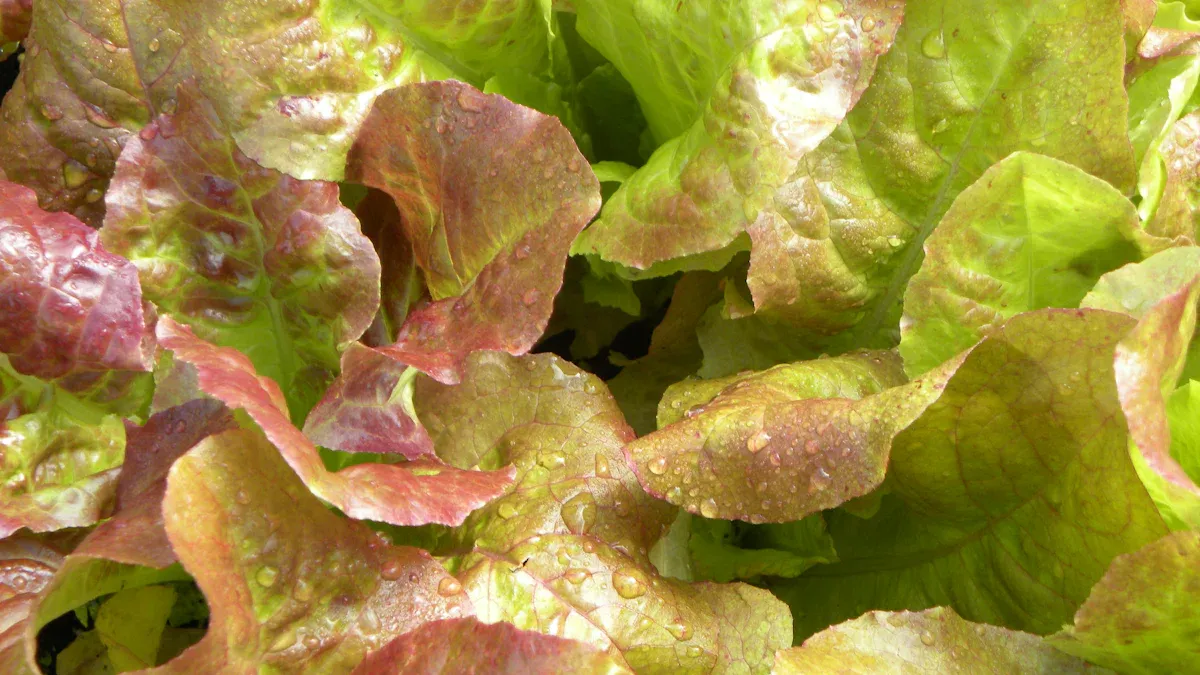 Red Leaf Lettuce Nutrition Facts