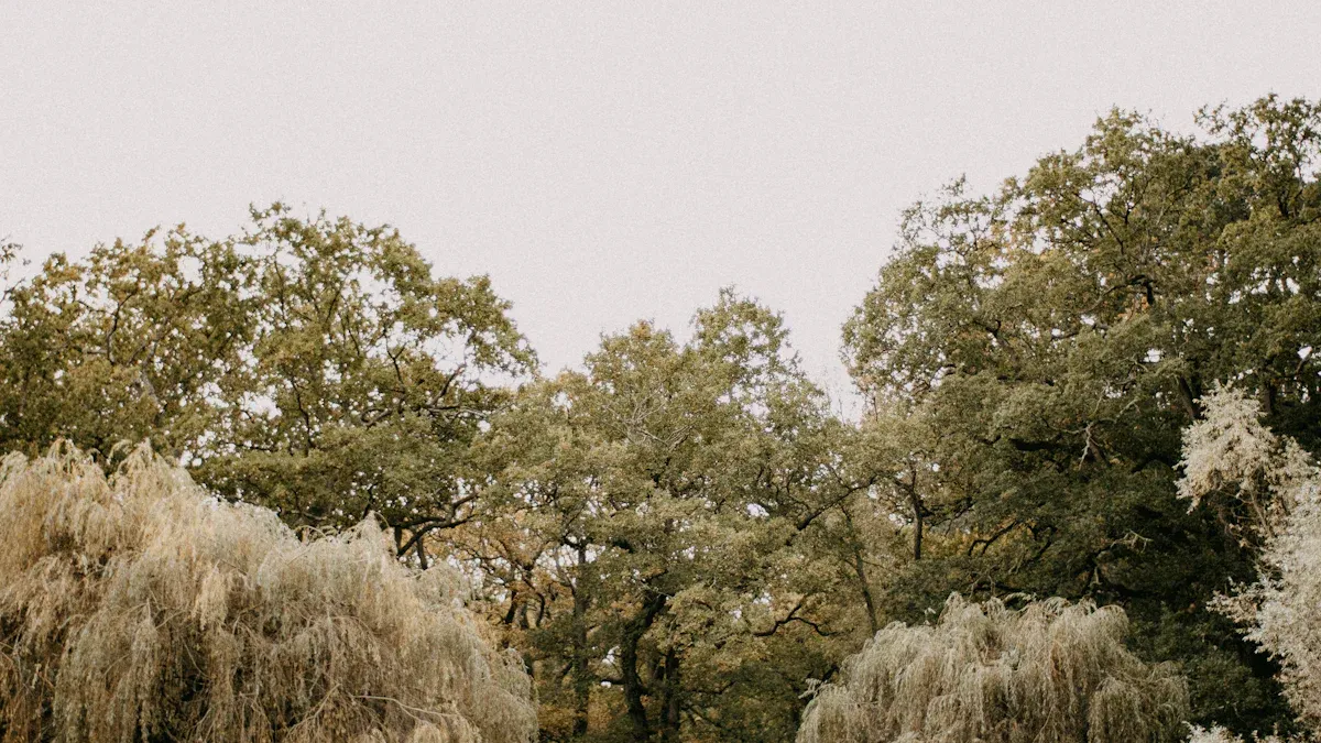 Weeping Willow: Uses, Benefits & Symbolism