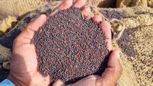 Mustard Seeds: Nutrition, Benefits & Culinary Uses