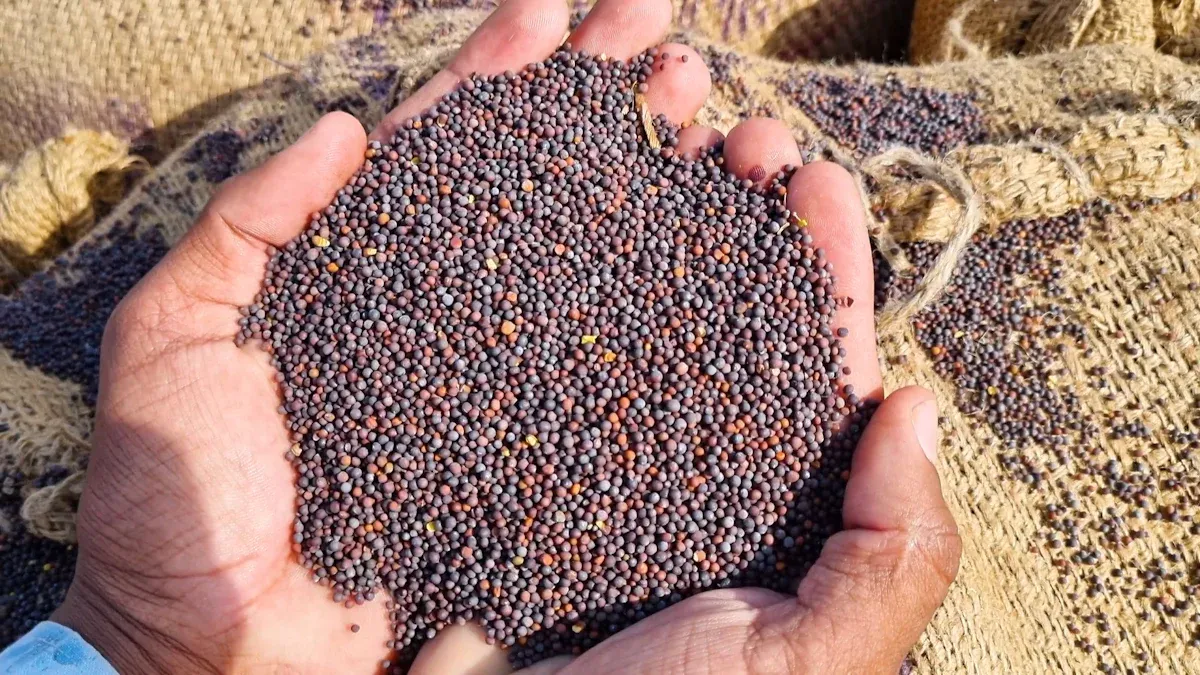 Mustard Seeds: Nutrition, Benefits & Culinary Uses