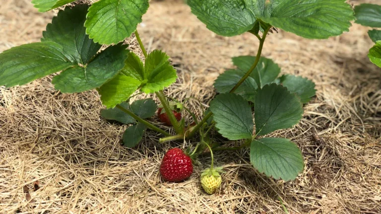 Mock Strawberry: Nutrition, Benefits & Identification