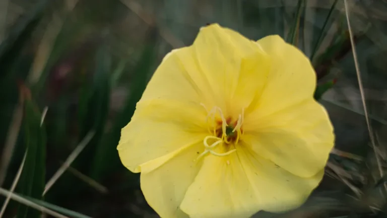 Evening Primrose Oil: Health Benefits, Uses & Side Effects