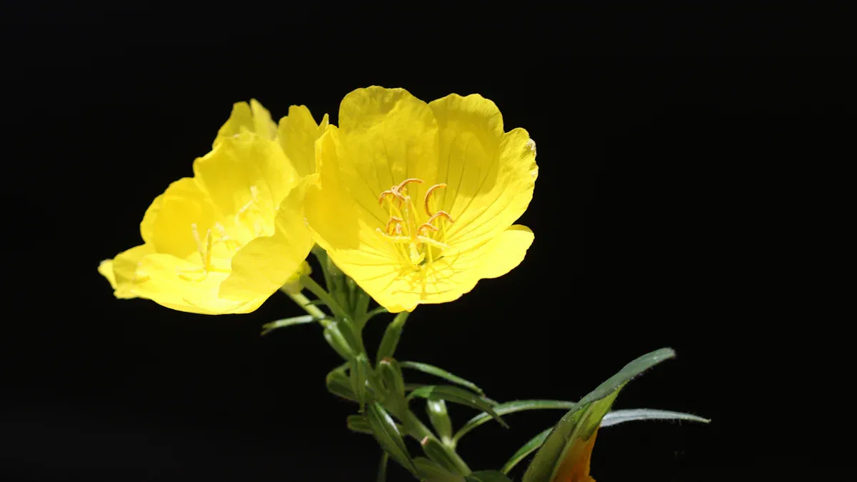 What Is Evening Primrose Oil