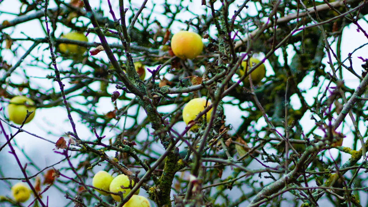 Apple of Sodom Overview