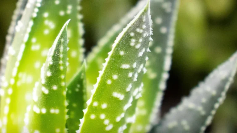 Aloe Vera Benefits: From Hydration to Healing, Here’s Why You Need It