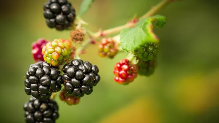 Boysenberries Nutrition Benefits: Top 8 Benefits you should know